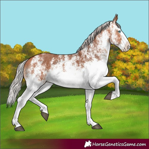Horse Color:White Spotted Silver Bay Splash Rabicano 