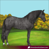 Horse Color:Smoky Black 