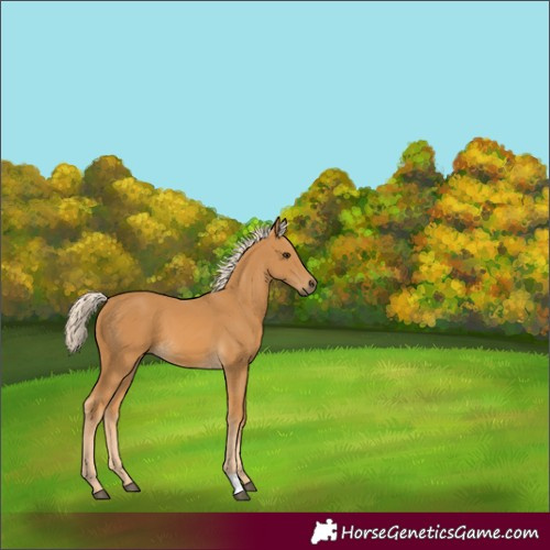 Horse Color:Palomino 