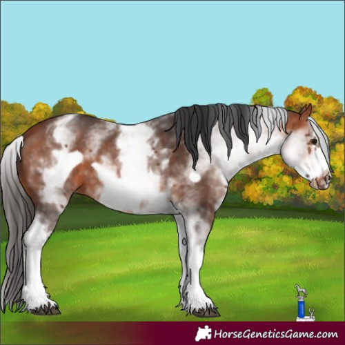 Horse Color:White Spotted Bay Frame 