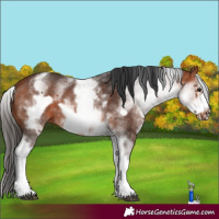 Horse Color:White Spotted Bay Frame