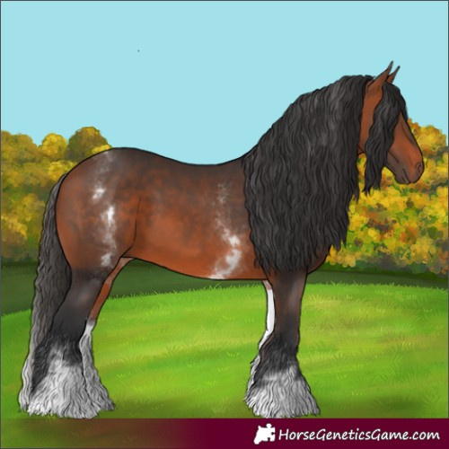 Horse Color:White Spotted Bay 