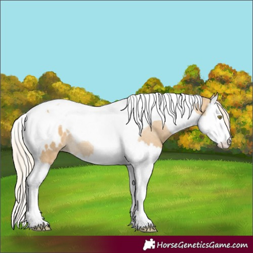 Horse Color:Palomino Dun Splash Tobiano Blanket Rabicano 