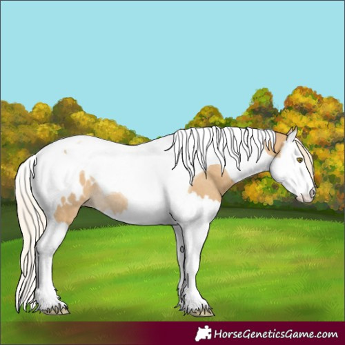 Horse Color:Palomino Dun Splash Tobiano Appaloosa Rabicano
