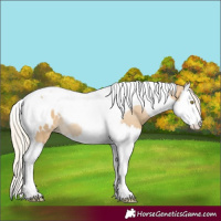 Horse Color:Palomino Dun Splash Tobiano Blanket Rabicano