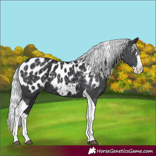 Horse Color:Silver Black Chinchilla Splash Tobiano Appaloosa