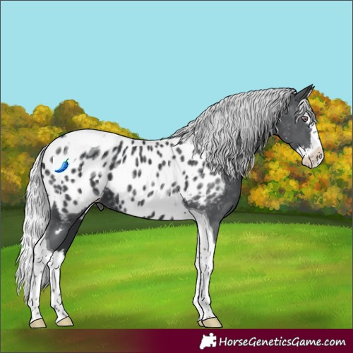 Horse Color:Silver Black Chinchilla Splash Tobiano Appaloosa 