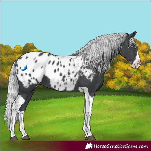 Horse Color:Silver Black Chinchilla Splash Tobiano Appaloosa 