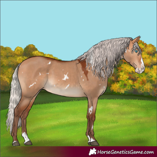 Horse Color:White Spotted Silver Bay Dun Splash Rabicano