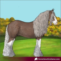 Horse Color:Silver Black Splash 