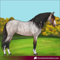 Horse Color:Bay Roan 