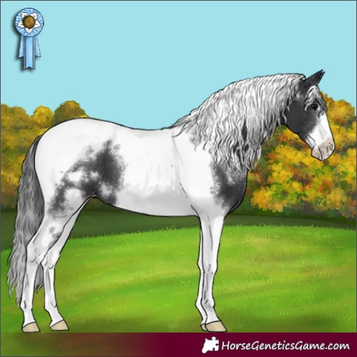Horse Color:White Spotted Black Tobiano Frame Appaloosa