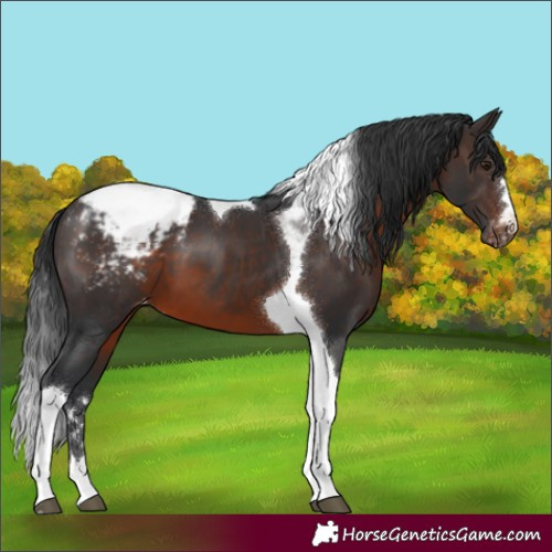 Horse Color:Brown Tobiano Appaloosa 