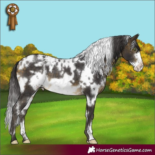 Horse Color:White Spotted Buckskin Frame Appaloosa 