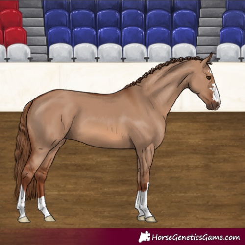 Horse Color:Red Dun 