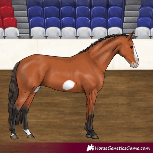 Horse Color:Bay Splash Frame