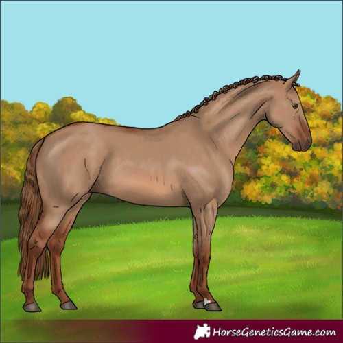 Horse Color:Red Dun