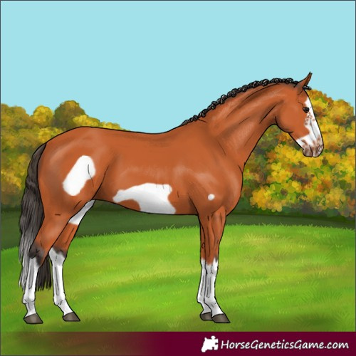 Horse Color:Bay Splash Frame
