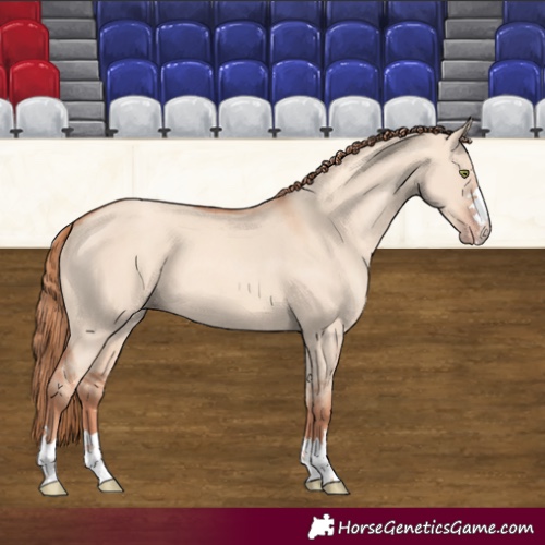 Horse Color:Gold Champagne Dun 