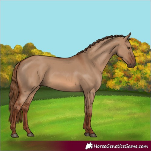 Horse Color:Red Dun 