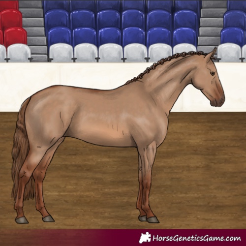 Horse Color:Red Dun 