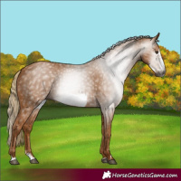 Horse Color:Gray Chestnut Splash Frame 