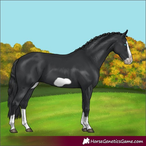 Horse Color:Black Splash Frame 