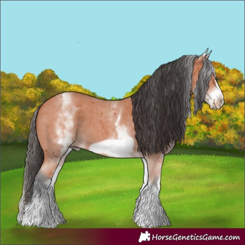 Horse Color:White Spotted Bay Sabino Frame 