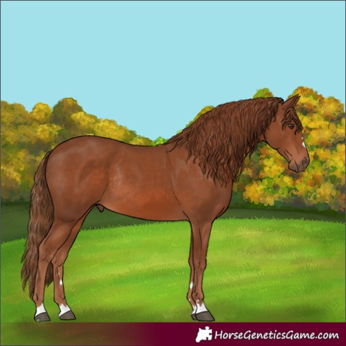 Horse Color:Chestnut Rabicano 