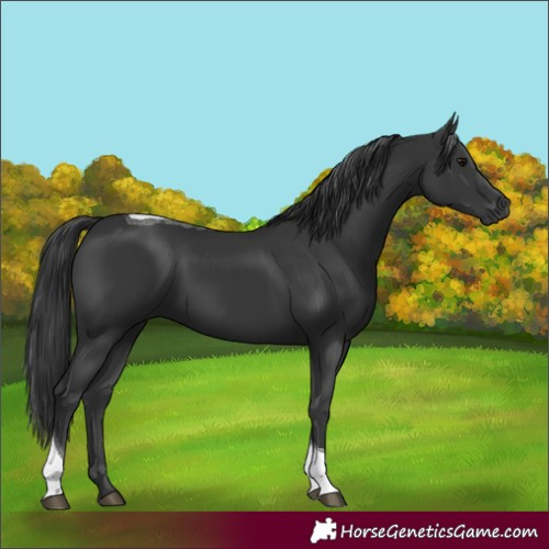 Horse Color:Black Tobiano 