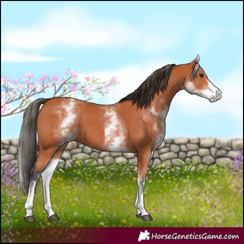 Horse Color:White Spotted Bay 