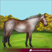 Horse Color:Gray Bay 