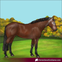 Horse Color:Gray Bay 