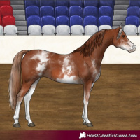 Horse Color:White Spotted Chestnut