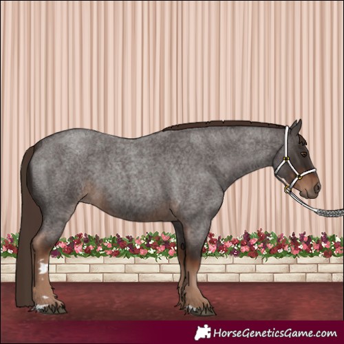 Horse Color:Liver Red Roan 