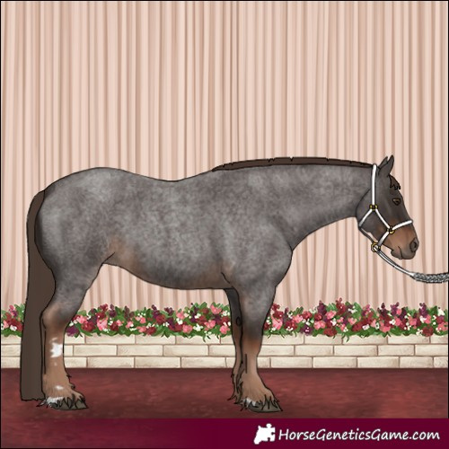 Horse Color:Liver Red Roan