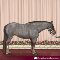 Horse Color:Liver Red Roan