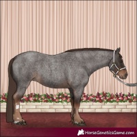 Horse Color:Liver Red Roan