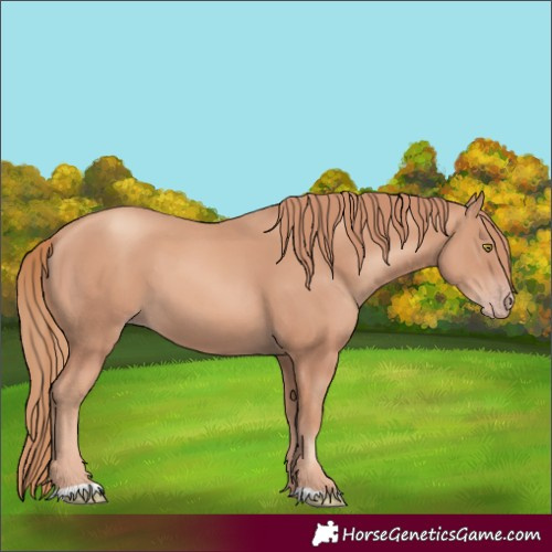 Horse Color:Gold Champagne