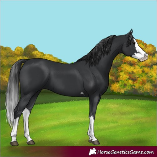 Horse Color:Black Splash 