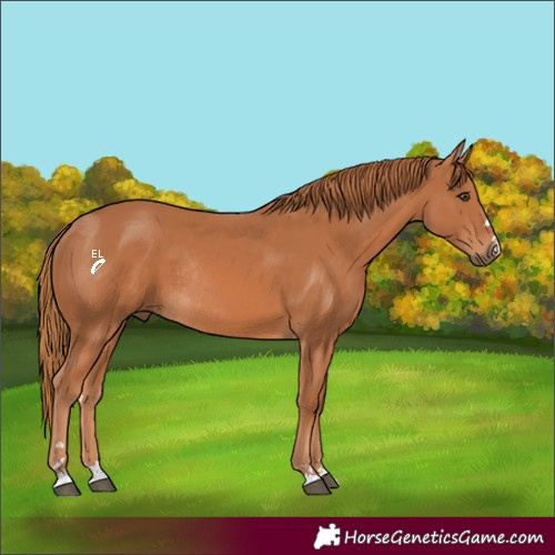 Horse Color:Chestnut Rabicano 