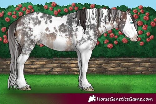 Horse Color:White Spotted Brown Sabino Splash Snowflake Varnish 