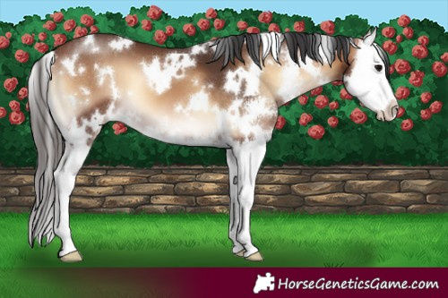 Horse Color:White Spotted Brown Onyx Sabino Splash 