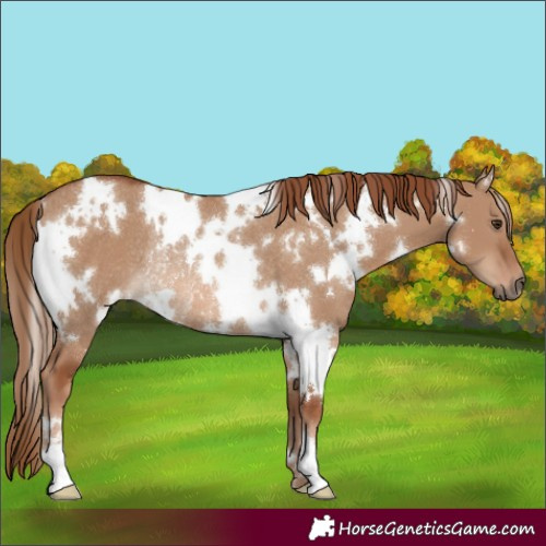 Horse Color:White Spotted Red Dun Rabicano 