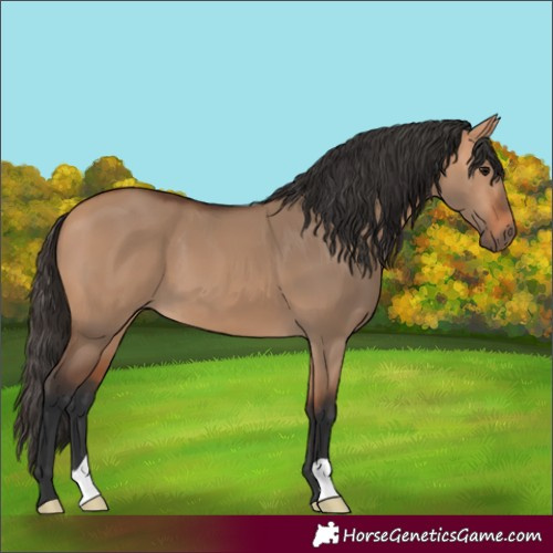Horse Color:Bay Dun 