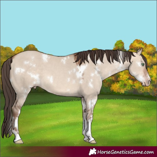 Horse Color:White Spotted Amber Champagne Dun Sabino 