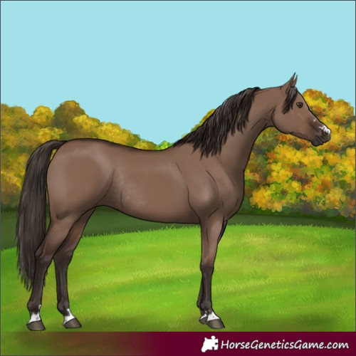 Horse Color:Liver Red Dun Rabicano 