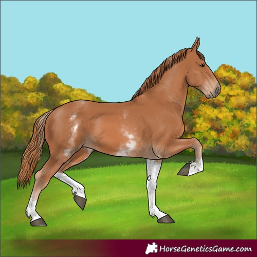 Horse Color:White Spotted Chestnut 