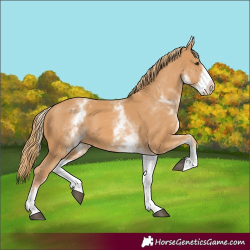 Horse Color:White Spotted Chestnut