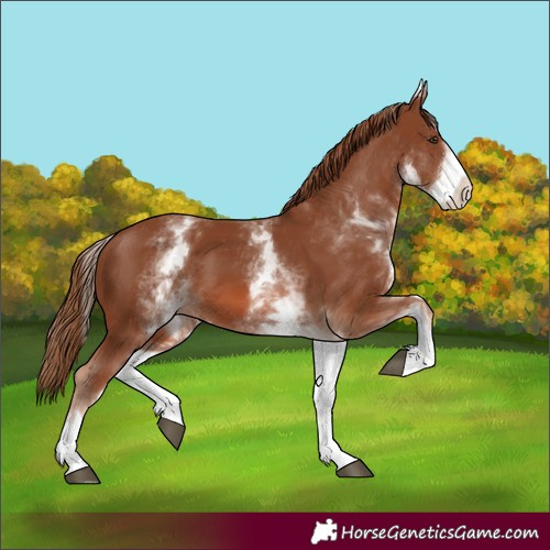 Horse Color:White Spotted Chestnut 